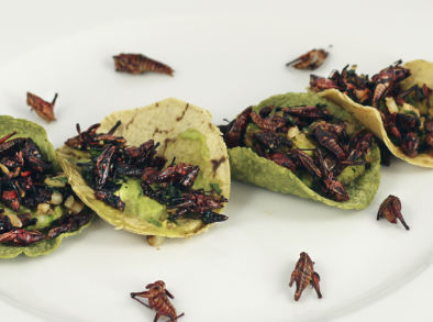 Tacos de Chapulines